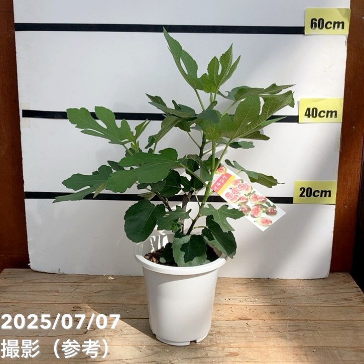 Amazon.co.jp: イチジク 無花果 苗 苗木【 ショートブリッジ