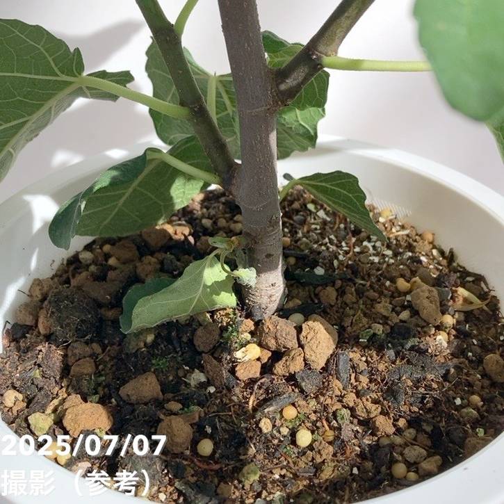 エカチェリーナイチジク4種セット 充実株 イシヅキ農園さん イチジク ショートブリッジ 6号 2年生