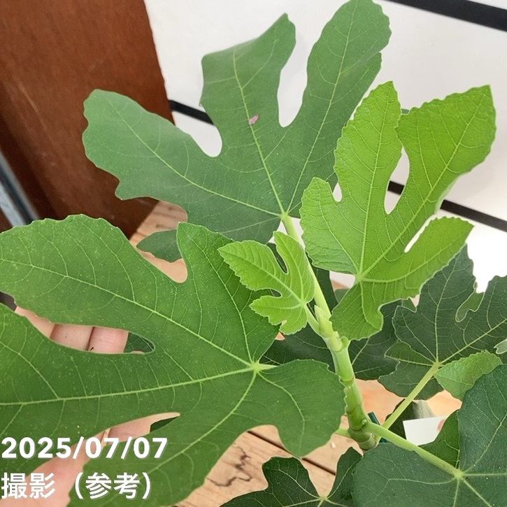 イチジク小苗 Strawberry Shortcake 芽接木 ㉜ イチジク小苗 Strawberry Shortcake 芽接木 ㉜