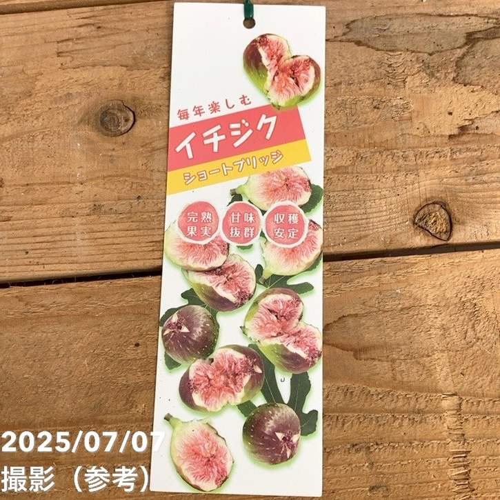 充実株 イシヅキ農園さん イチジク ショートブリッジ 6号 2年生