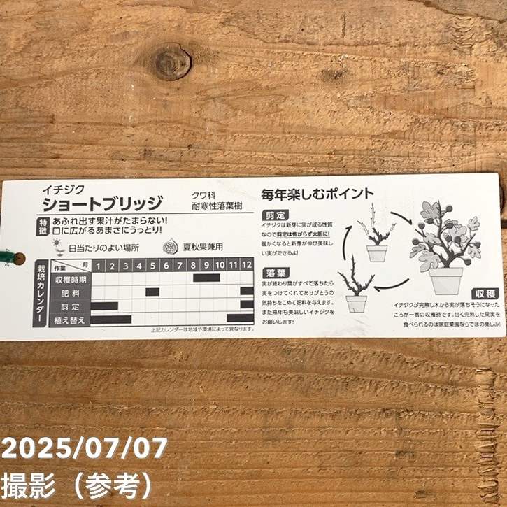 充実株 イシヅキ農園さん イチジク ショートブリッジ 6号 2年生苗|果樹10-TU