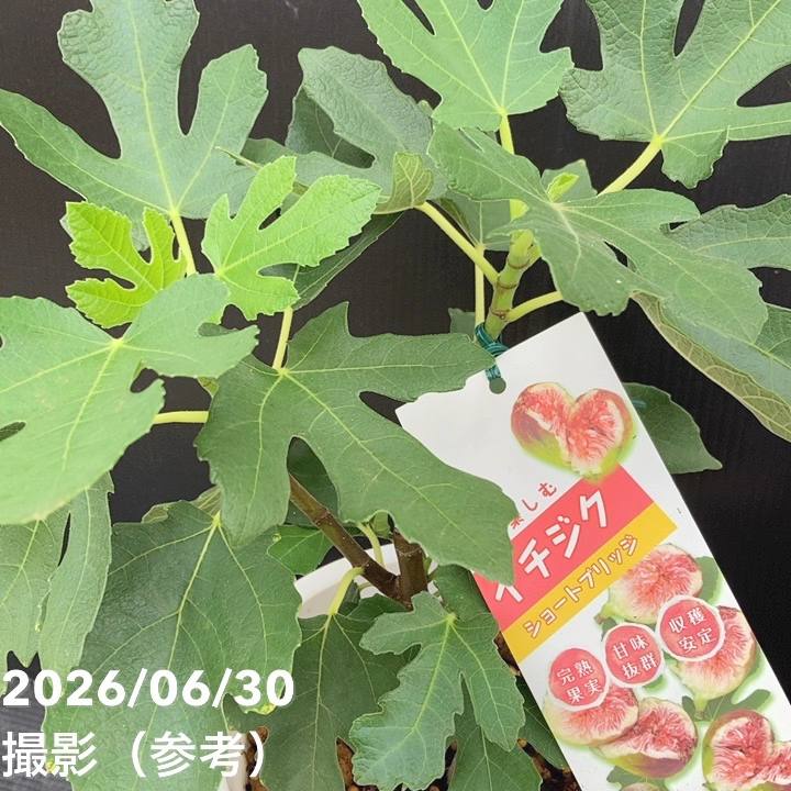 充実株 イシヅキ農園さん イチジク ショートブリッジ 6号 2年生苗|果樹10-TU