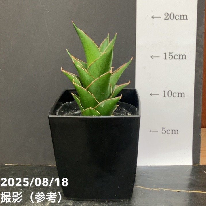 期間限定10％OFF！】サンスベリア 4号 サムライコンパクタ Samurai