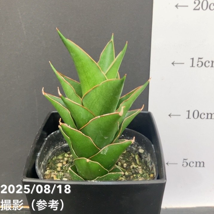 期間限定10％OFF！】サンスベリア 4号 サムライコンパクタ Samurai