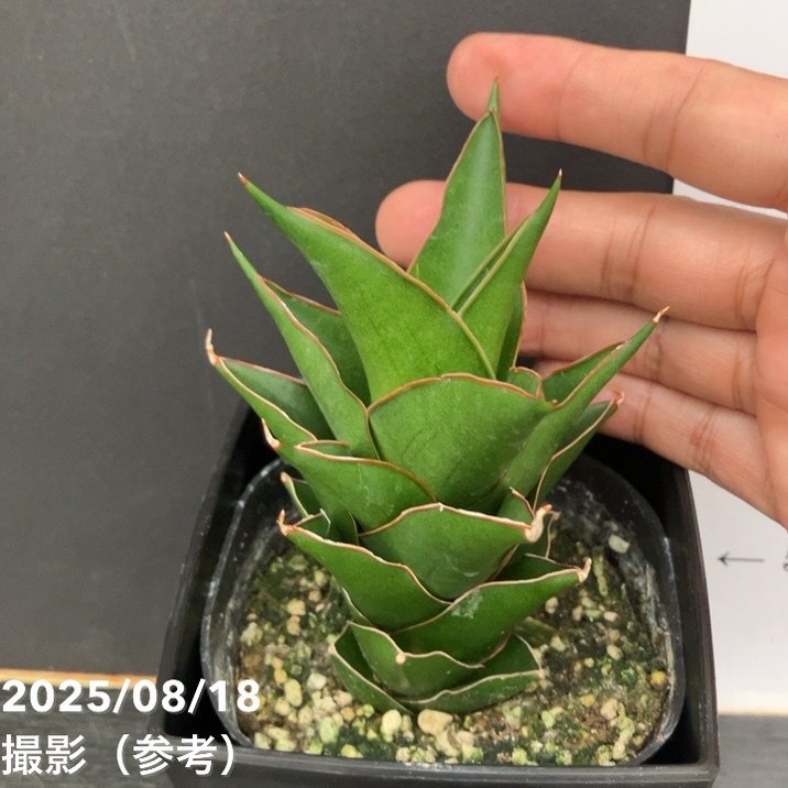 期間限定10％OFF！】サンスベリア 4号 サムライコンパクタ Samurai