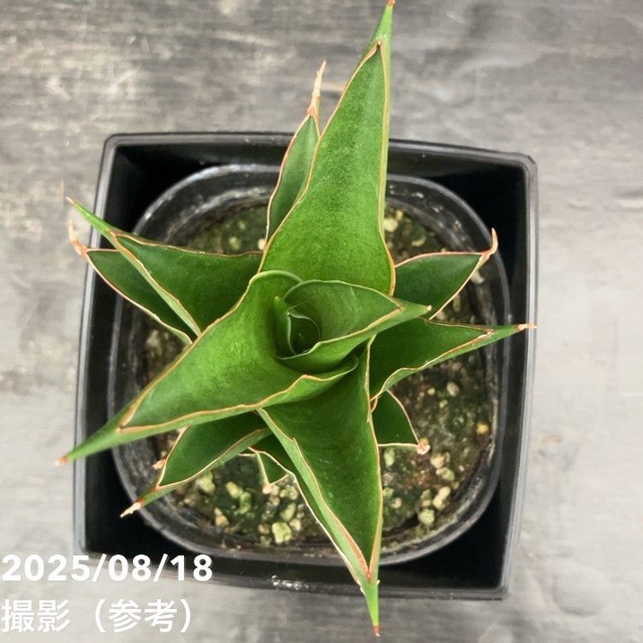 期間限定10％OFF！】サンスベリア 4号 サムライコンパクタ Samurai