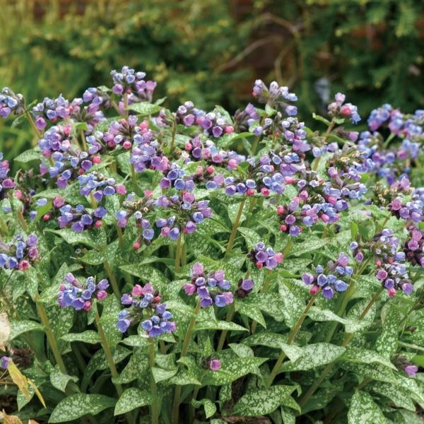 PW プルモナリア ピンクアブルー 11cmロングポット×2鉢セット｜草花04