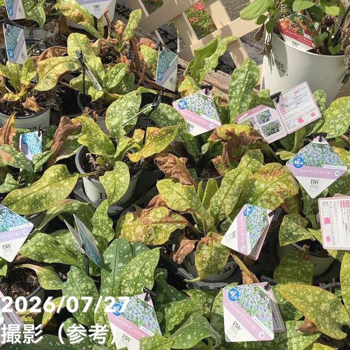 PW プルモナリア ピンクアブルー 11cmロングポット×2鉢セット｜草花04