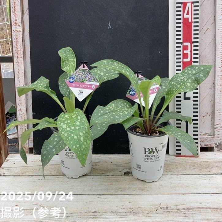 PW プルモナリア ピンクアブルー 11cmロングポット×2鉢セット｜草花04