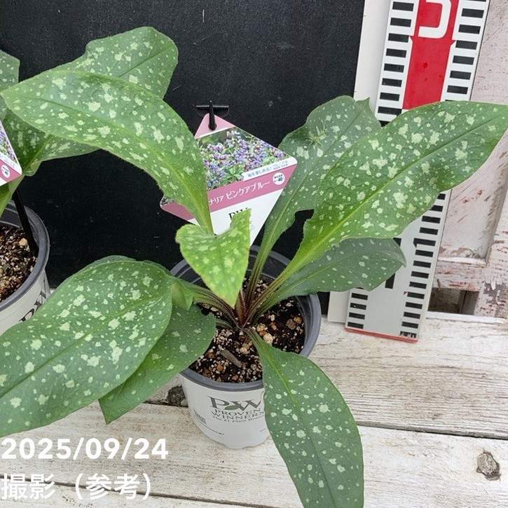 PW プルモナリア ピンクアブルー 11cmロングポット×2鉢セット｜草花04