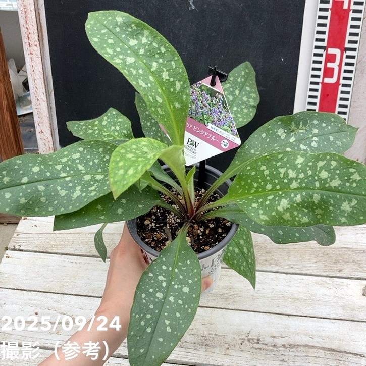 PW プルモナリア ピンクアブルー 11cmロングポット×2鉢セット｜草花04