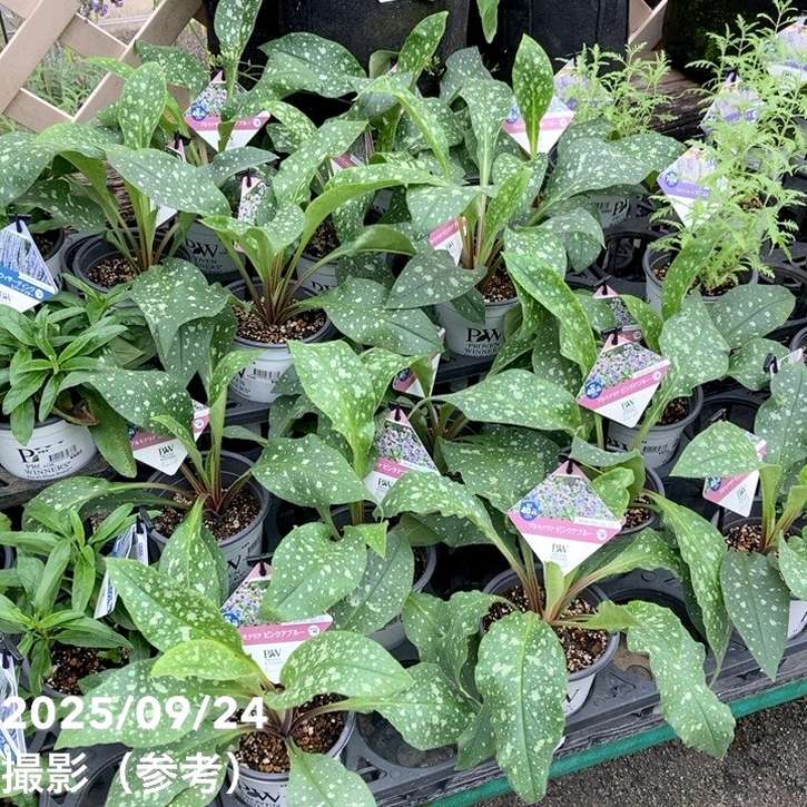 PW プルモナリア ピンクアブルー 11cmロングポット×2鉢セット｜草花04