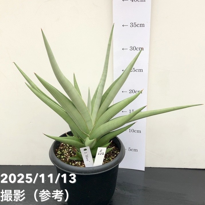 現品お届け】サンスベリア 5号 ミラノ Milano プラ鉢（S222）｜観葉02