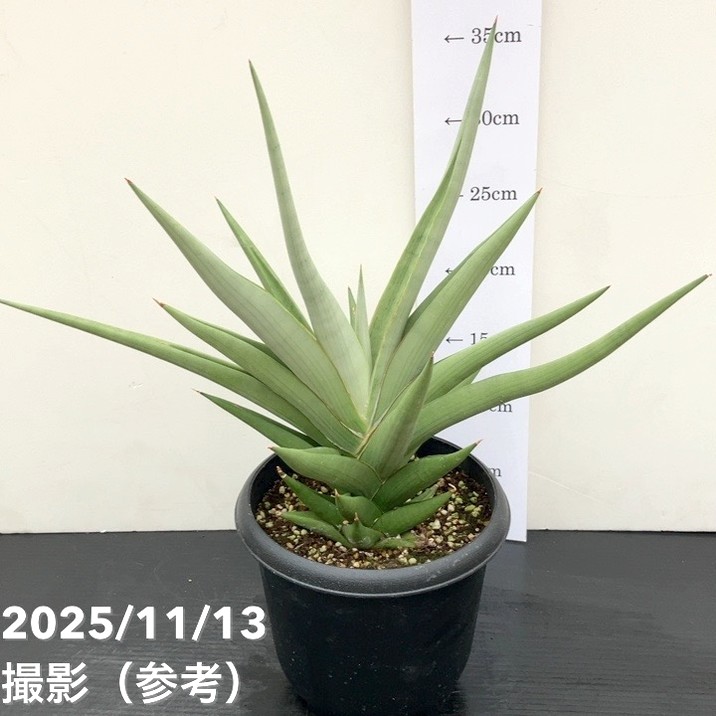 現品お届け】サンスベリア 5号 ミラノ Milano プラ鉢（S222）｜観葉02