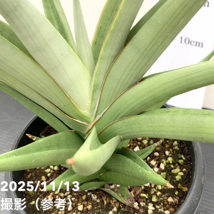 現品お届け】サンスベリア 5号 ミラノ Milano プラ鉢（S222）｜観葉02