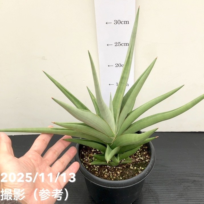 期間限定10％OFF！】【現品お届け】サンスベリア 5号 ミラノ Milano