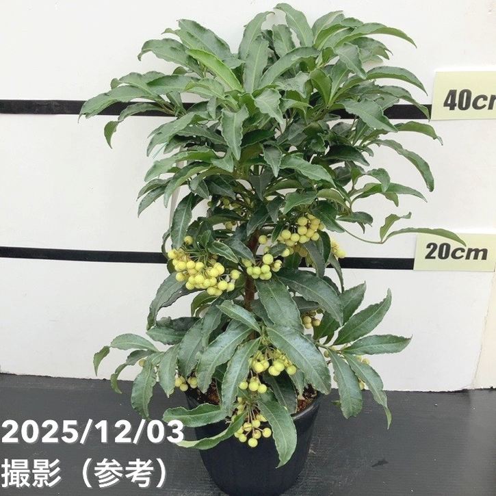 縁起物!万両(マンリョウ)白実 宝船 6号|観葉10-TU