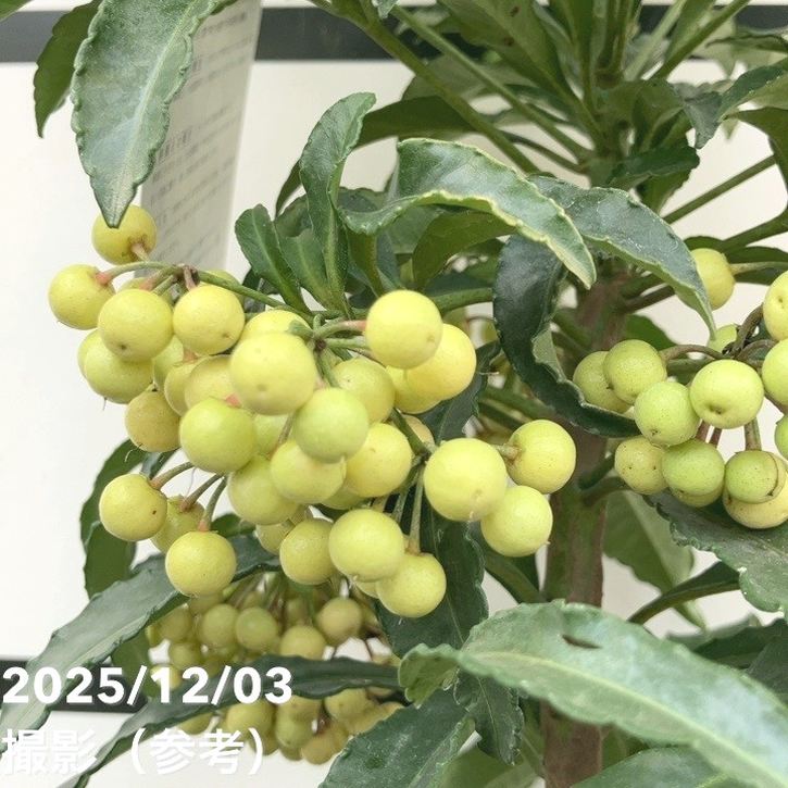 縁起物！万両（マンリョウ）白実 宝船 6号｜観葉10-TU | 花木・庭木