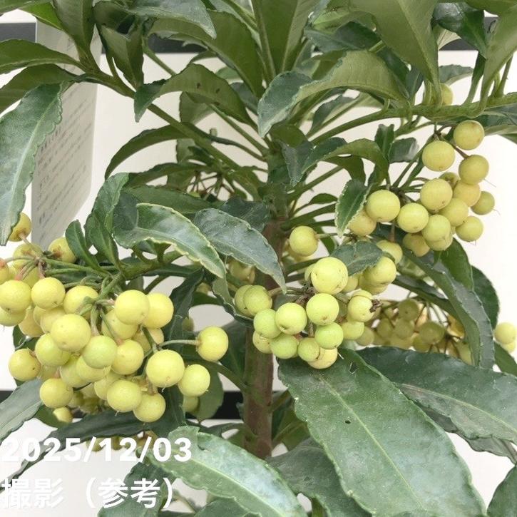 縁起物！万両（マンリョウ）白実 宝船 6号｜観葉10-TU | 花木・庭木