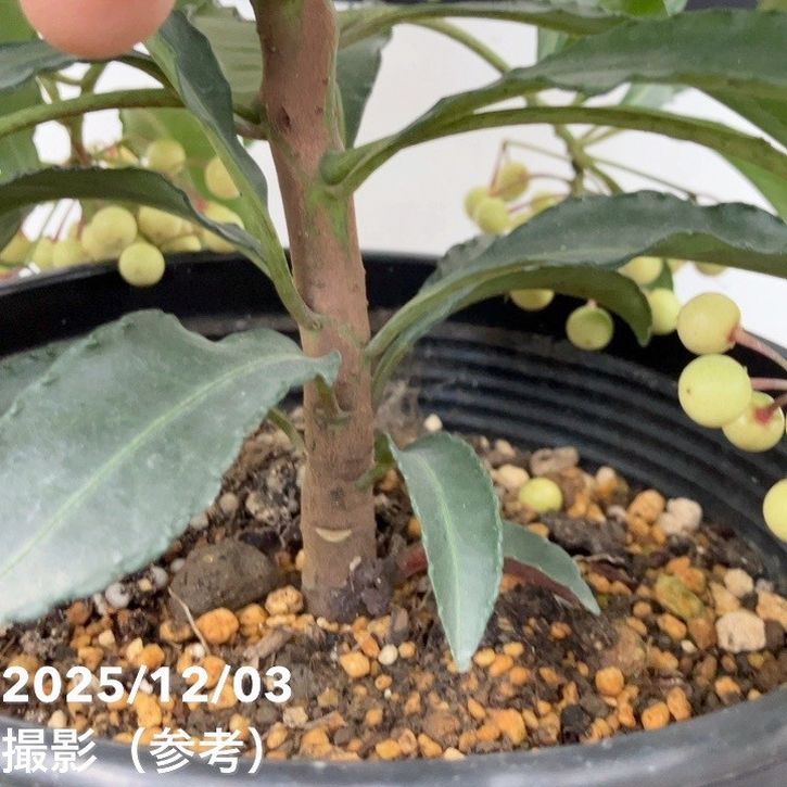 縁起物!万両(マンリョウ)白実 宝船 6号|観葉10-TU