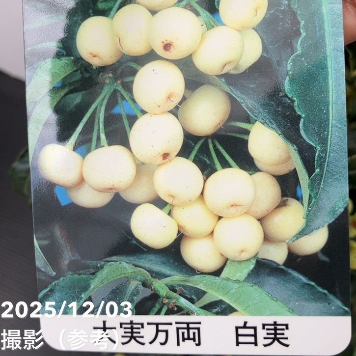 縁起物!万両(マンリョウ)白実 宝船 6号|観葉10-TU