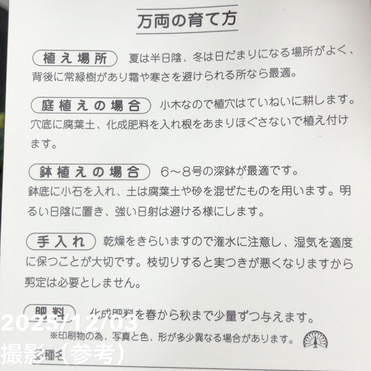 縁起物!万両(マンリョウ)白実 宝船 6号|観葉10-TU