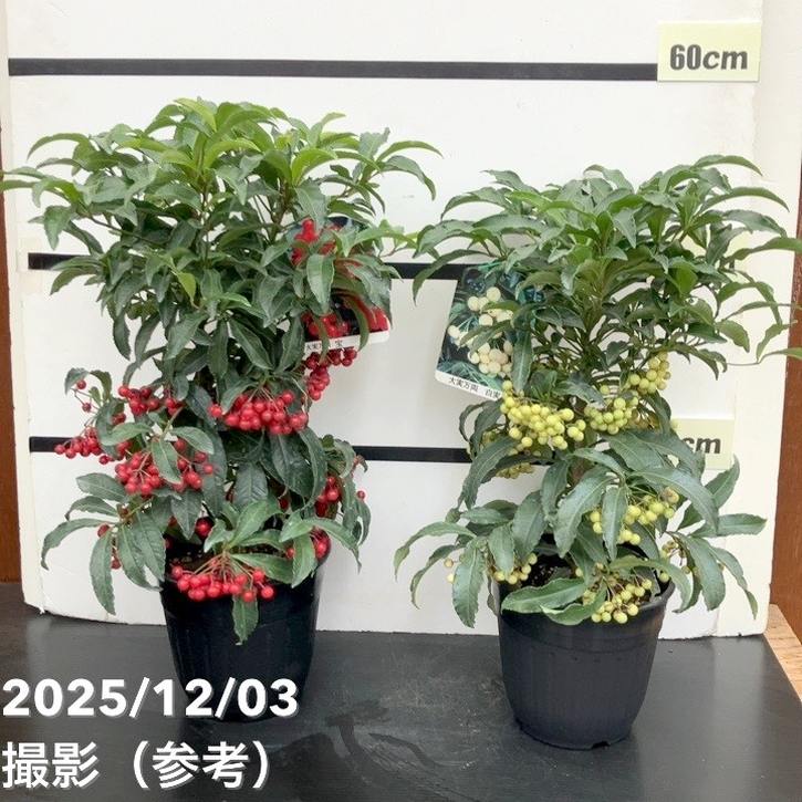 縁起物!万両(マンリョウ)白実 宝船 6号|観葉10-TU