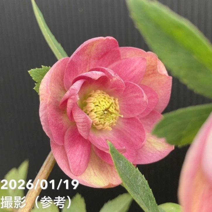 一点物】加藤農園 クリスマスローズ 4.5号（KT8）｜山野04-PA | 草花