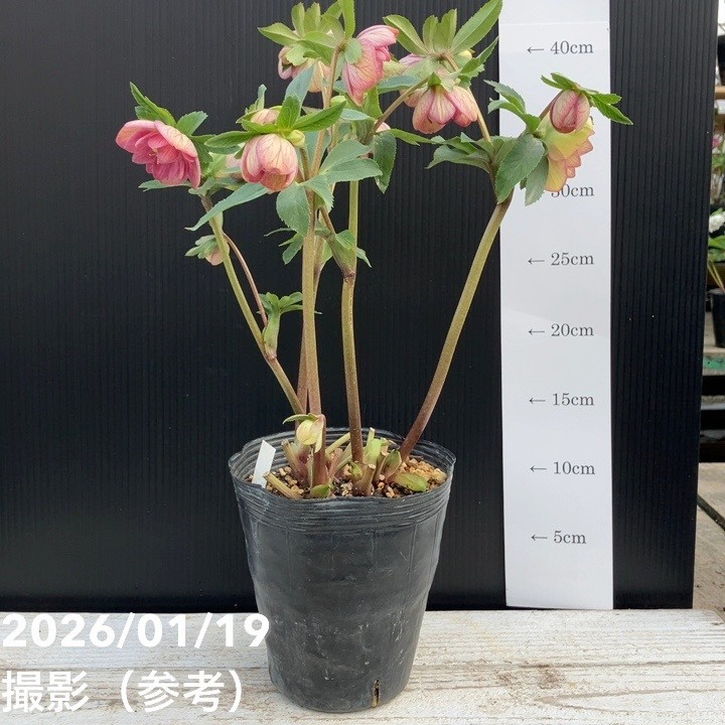 スタンダードローズ　フラミ○○ 一点物】加藤農園 クリスマスローズ 4.5号（KT8）｜山野04-PA | 草花