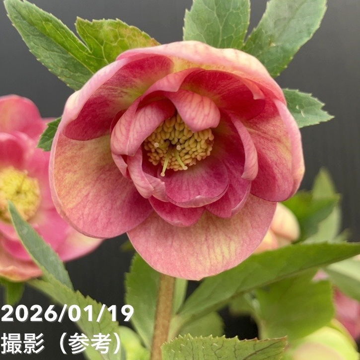 加藤農園　クリスマスローズ 一点物】加藤農園 クリスマスローズ 4.5号（KT8）｜山野04-PA | 草花