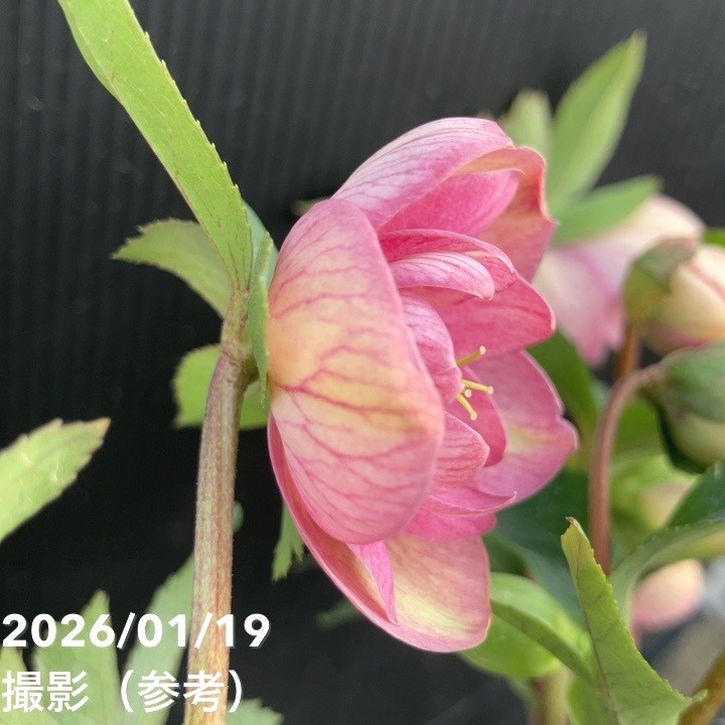 一点物】加藤農園 クリスマスローズ 4.5号（KT8）｜山野04-PA | 草花