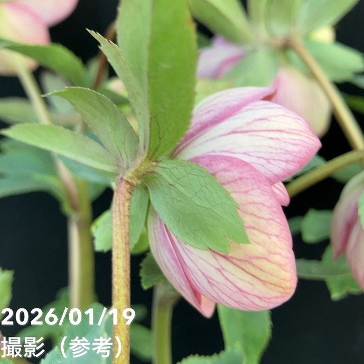 一点物】加藤農園 クリスマスローズ 4.5号（KT8）｜山野04-PA | 草花