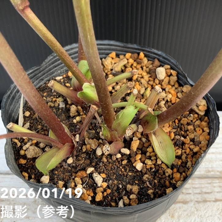 一点物】加藤農園 クリスマスローズ 4.5号（KT8）｜山野04-PA | 草花