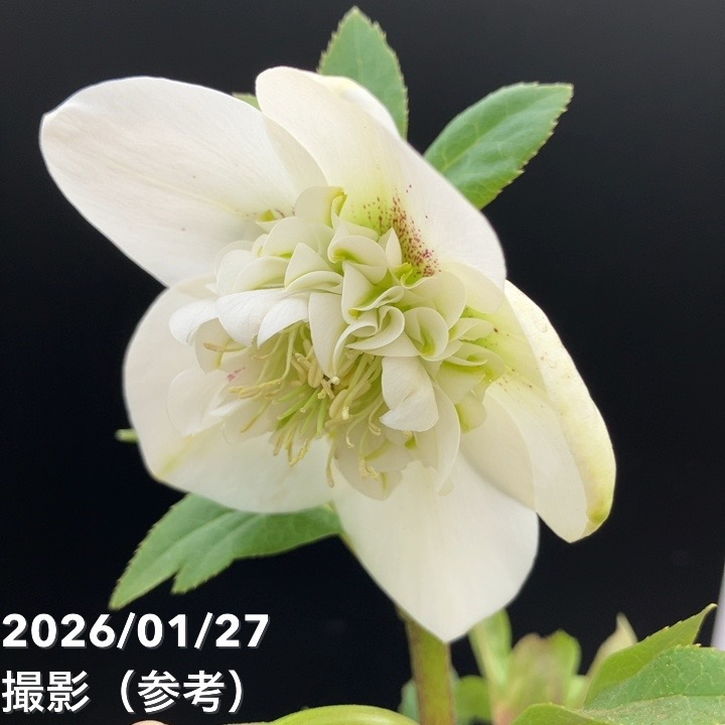 一点物】横山園芸 クリスマスローズ プリマドレス セミダブルシリーズ