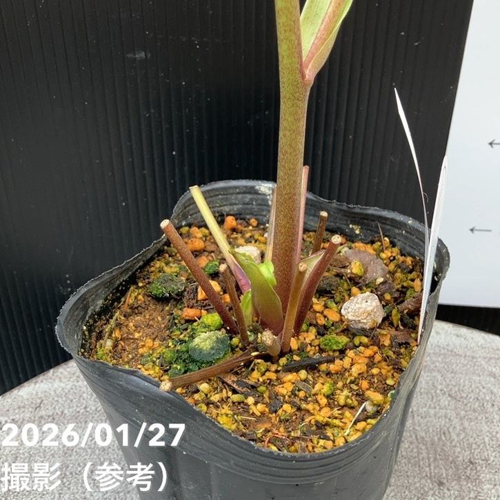 一点物】横山園芸 クリスマスローズ プリマドレス セミダブルシリーズ