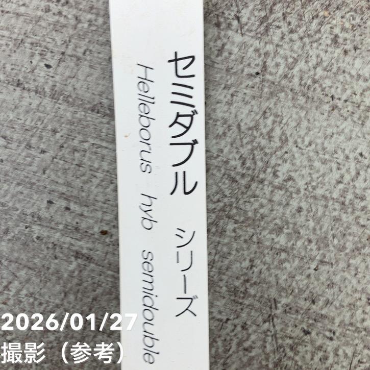 一点物】横山園芸 クリスマスローズ プリマドレス セミダブルシリーズ