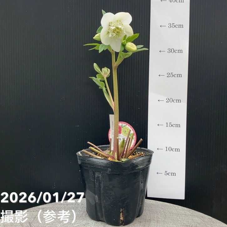 一点物】横山園芸 クリスマスローズ プリマドレス セミダブルシリーズ