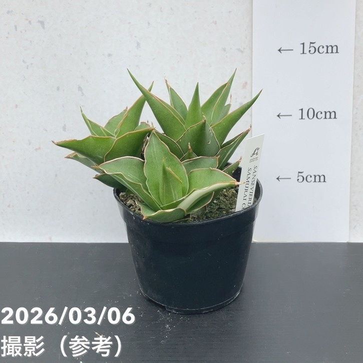 現品お届け】サンスベリア 10cmポット 斑入り サムライコンパクタ