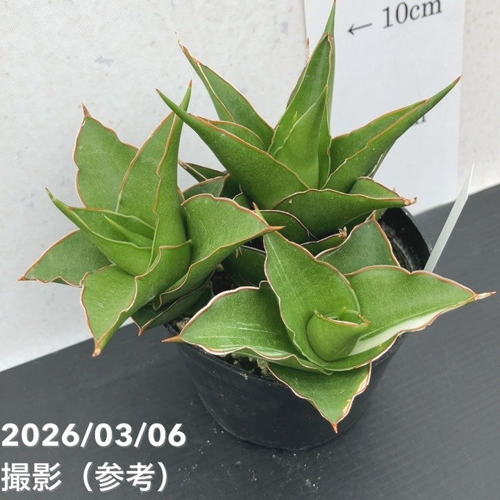 現品お届け】サンスベリア 10cmポット 斑入り サムライコンパクタ
