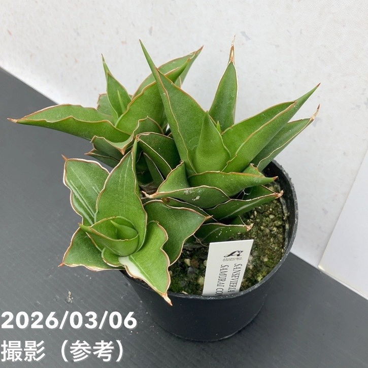 現品お届け】サンスベリア 10cmポット 斑入り サムライコンパクタ