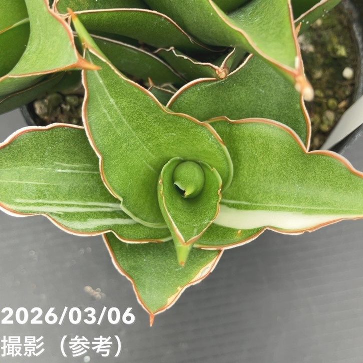 現品お届け】サンスベリア 10cmポット 斑入り サムライコンパクタ