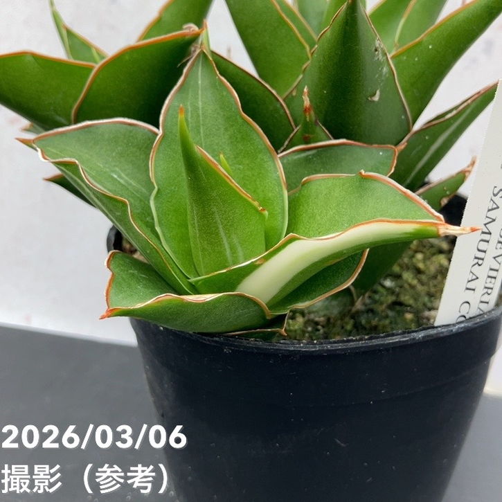現品お届け】サンスベリア 10cmポット 斑入り サムライコンパクタ