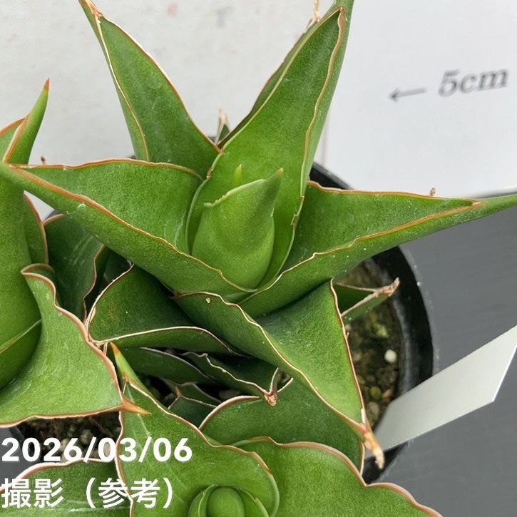 現品お届け】サンスベリア 10cmポット 斑入り サムライコンパクタ