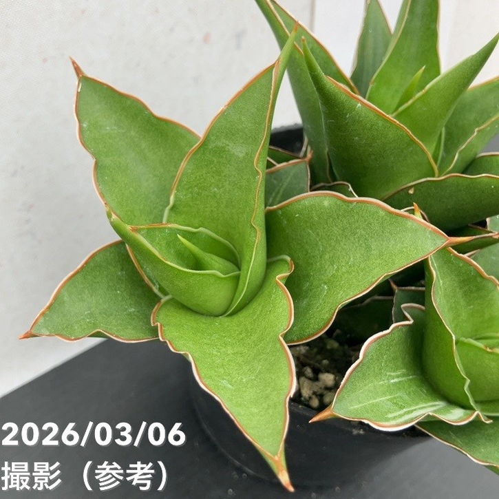 決算P5倍！10%OFF！8/2まで】【現品お届け】サンスベリア 10cmポット