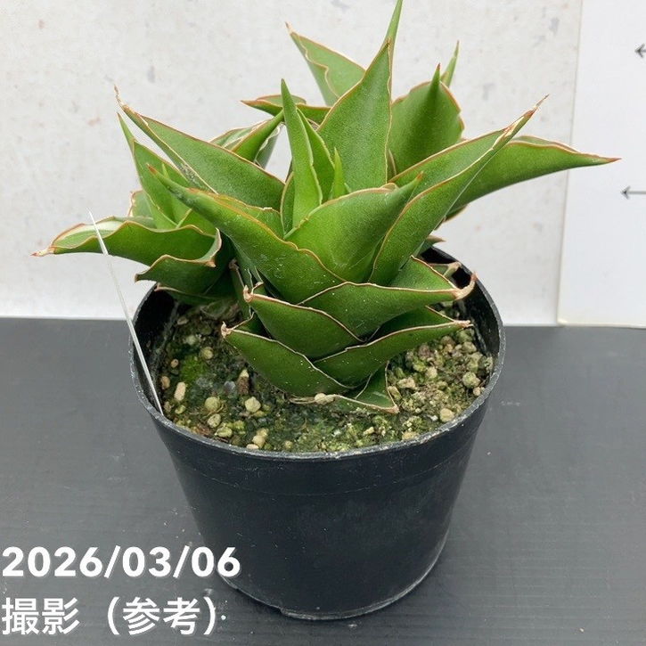 現品お届け】サンスベリア 10cmポット 斑入り サムライコンパクタ