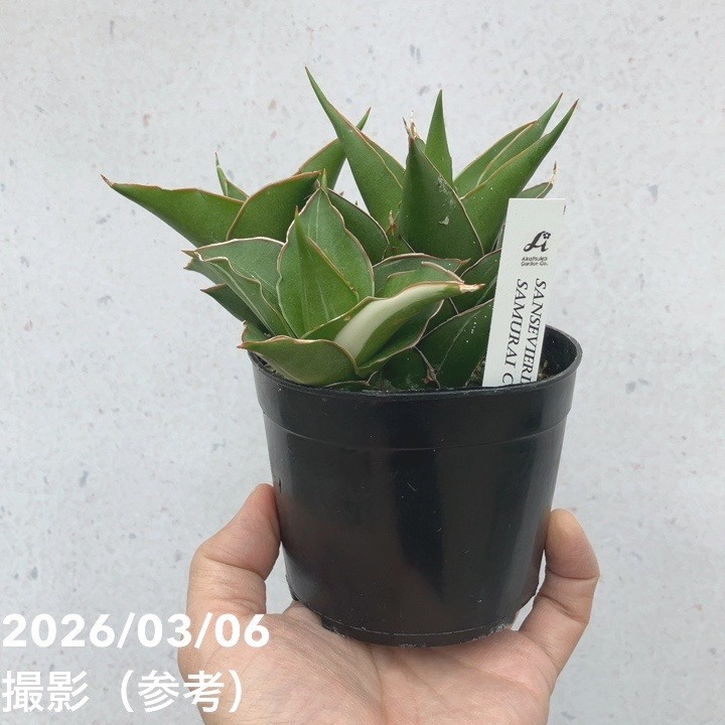 決算P5倍！10%OFF！8/2まで】【現品お届け】サンスベリア 10cmポット