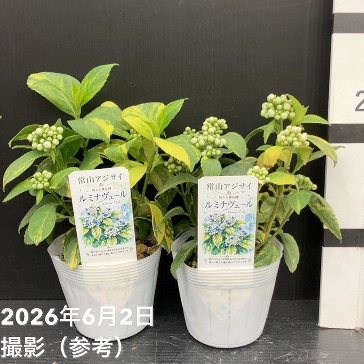 常山アジサイ ルミナヴェール 3.5号 2株セット｜花木10-TU | 花木