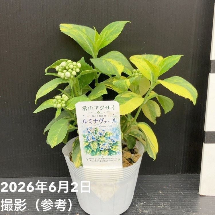 常山アジサイ ルミナヴェール 3.5号 2株セット｜花木10-TU | 花木