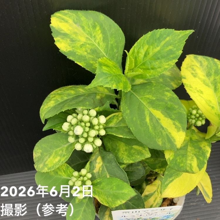 常山アジサイ ルミナヴェール 3.5号 2株セット｜花木10-TU | 花木