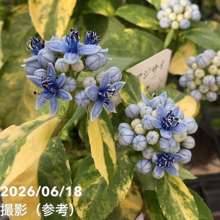 常山アジサイ ルミナヴェール 3.5号 2株セット｜花木10-TU | 花木